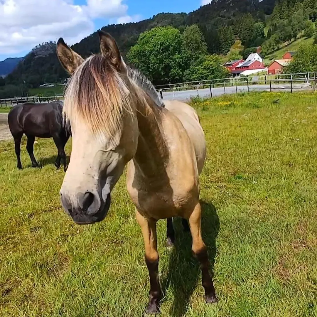 Nesvika Nature Reserve Apartment Only 20 Min Away From ベルゲン ノルウェー